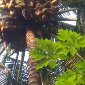 Bahan Baku Coconut